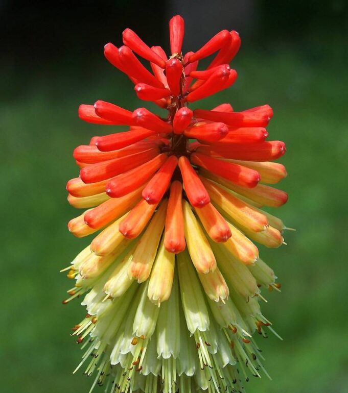 TRITOMA: Atraktivna trajnica plamenih cvatova - Dvorište i vrt